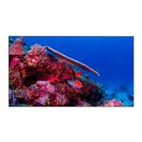 ЖК панель EliteBoard BB495FCBED-1