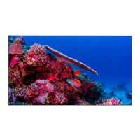 ЖК панель EliteBoard PK495FCBN