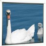 экран для проектора Geha 55276894